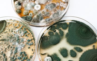The 3 Most Likely Types of Mold to find in Your Home