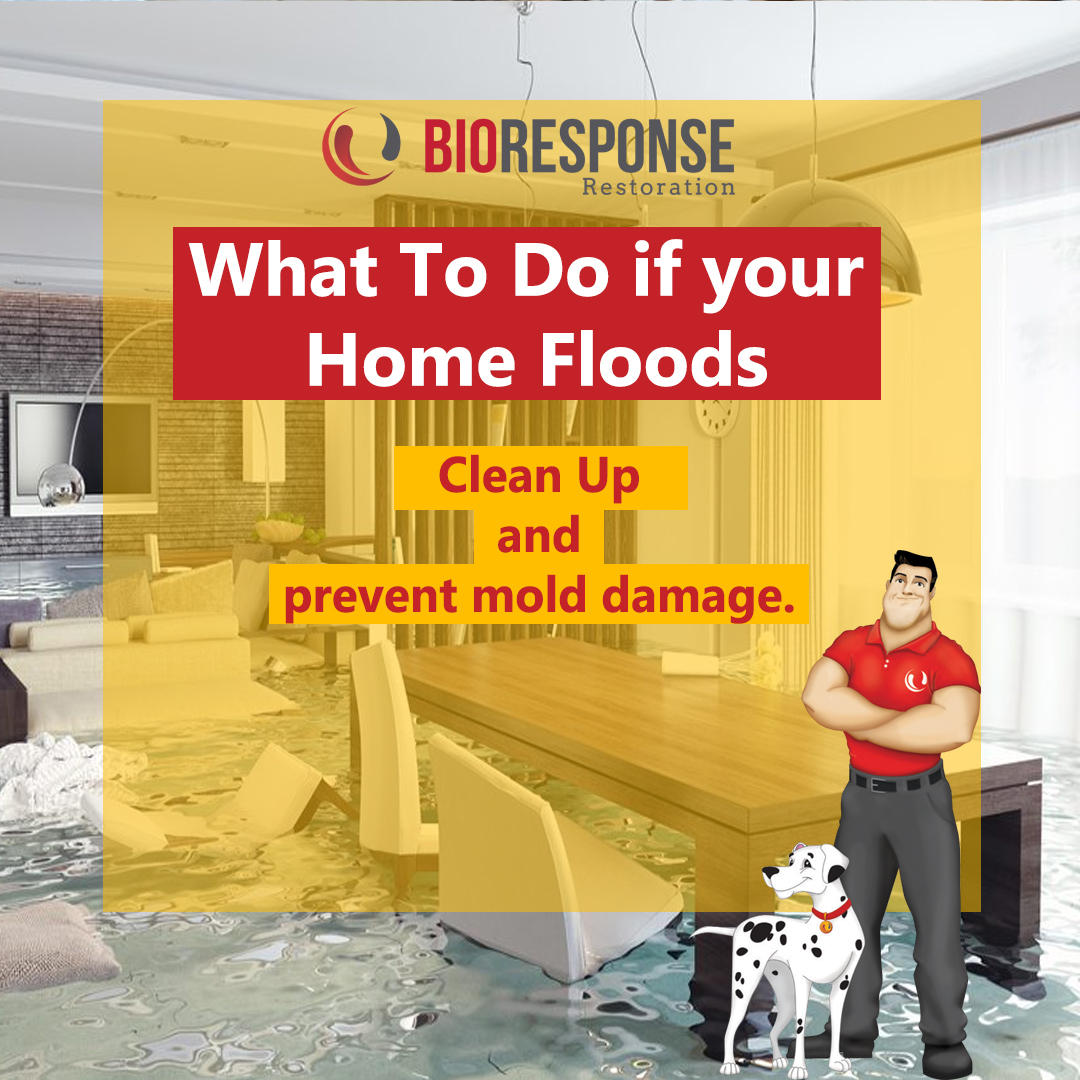 Clean Up and Prevent Mold Damage