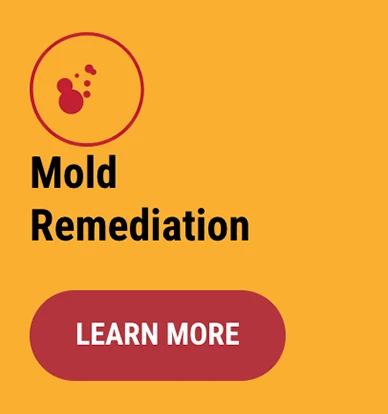Mold Remediation