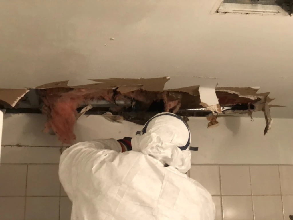 Mold Removal Process